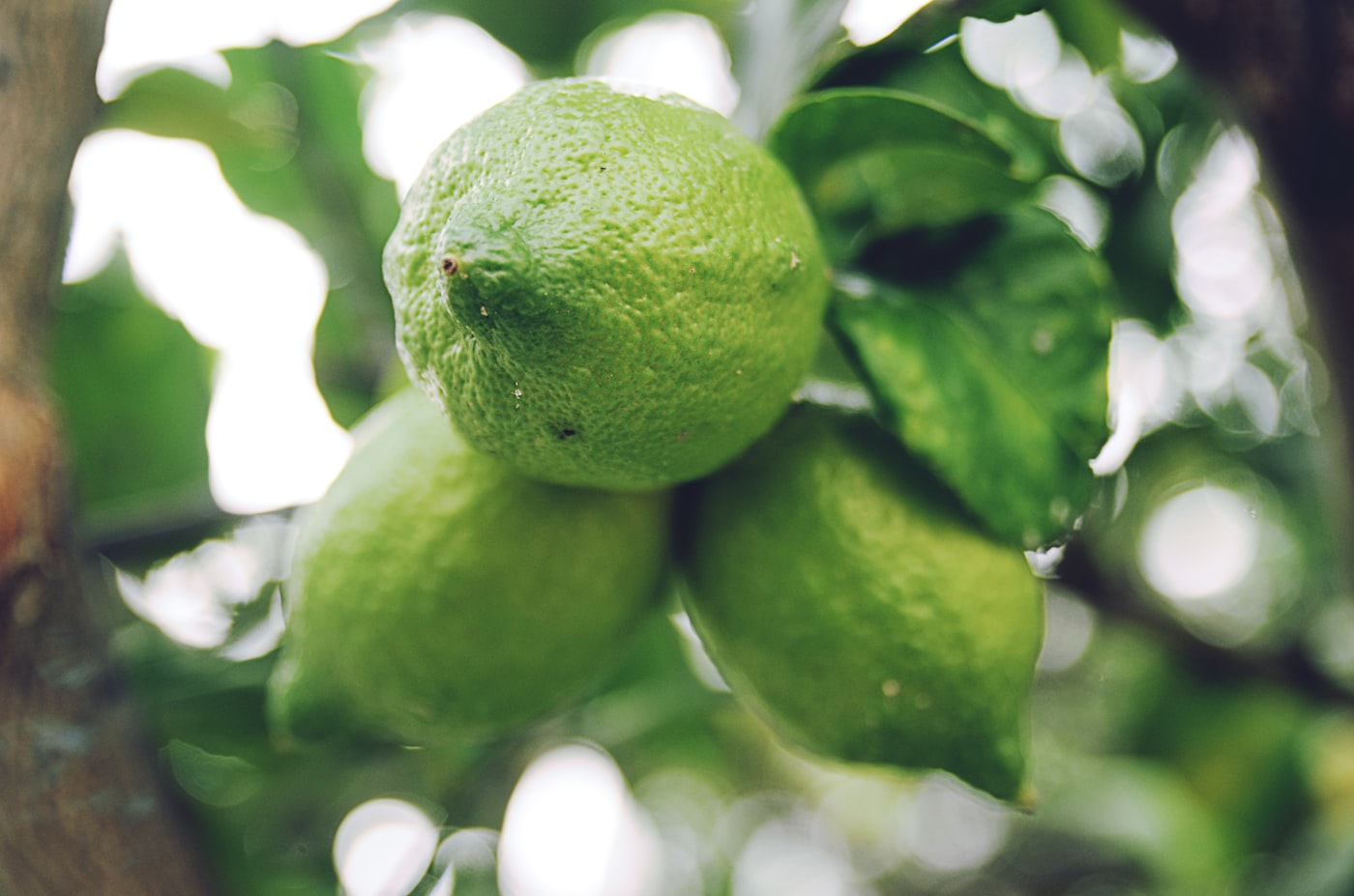 Cítricos verdes frescos, ingredientes naturales de Verde Limón